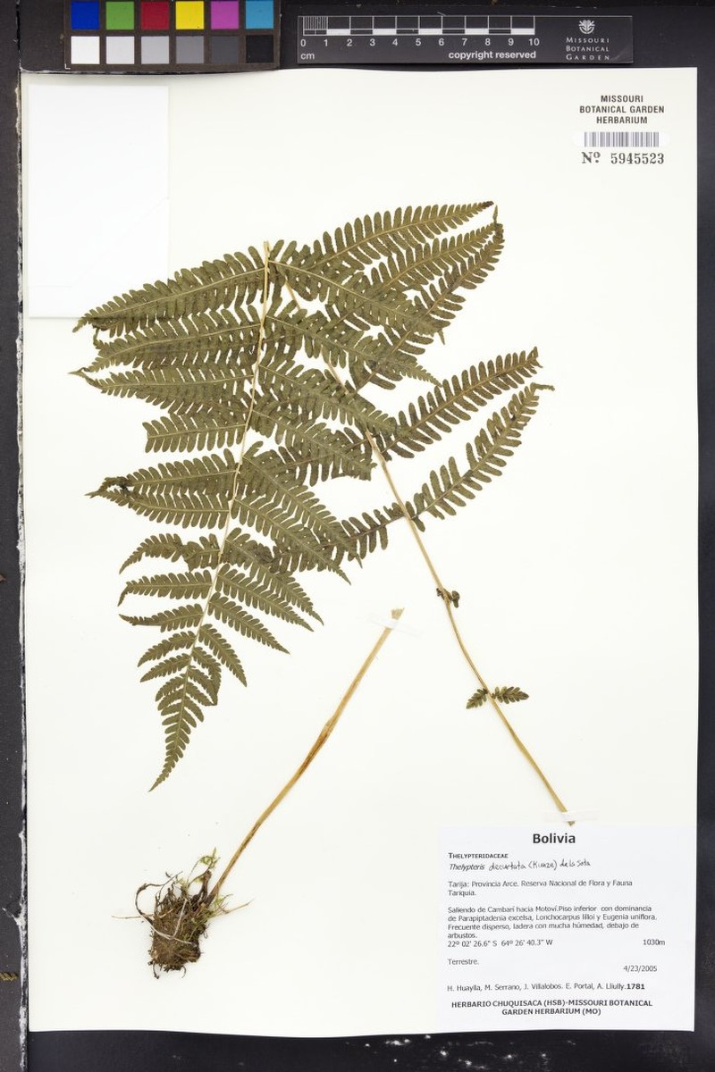 Thelypteris decurtata photo 4