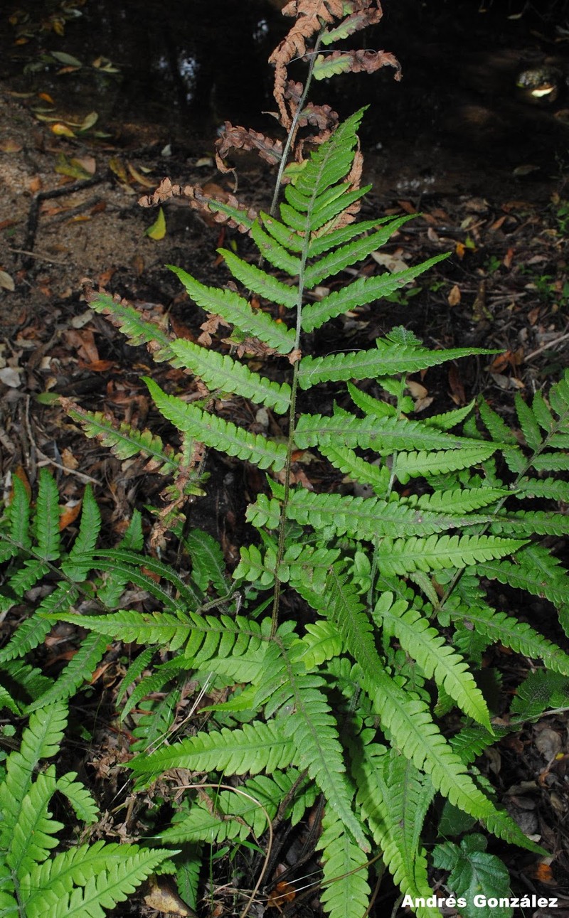 Thelypteris decurtata