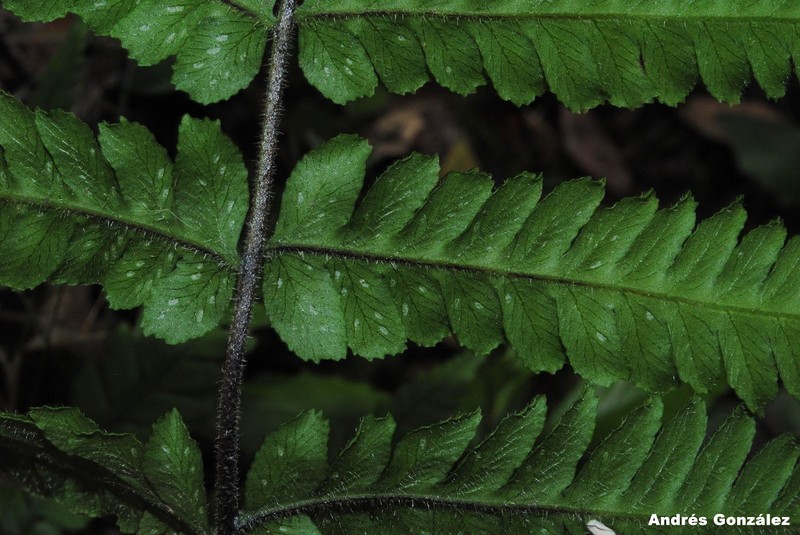 Thelypteris decurtata photo 5