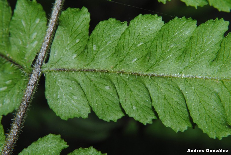 Thelypteris decurtata photo 7