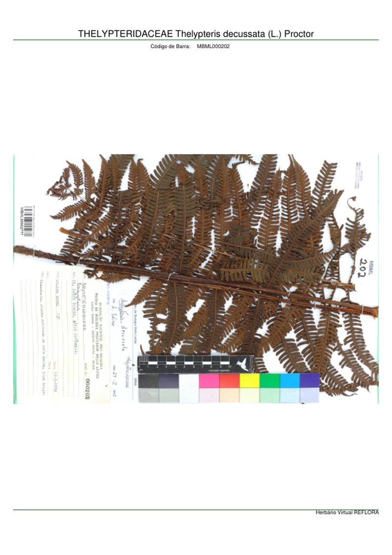 Glandular Maiden Fern