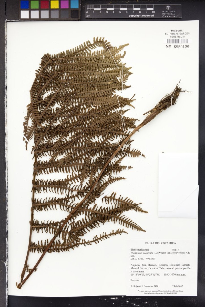 Thelypteris decussata var. costaricensis
