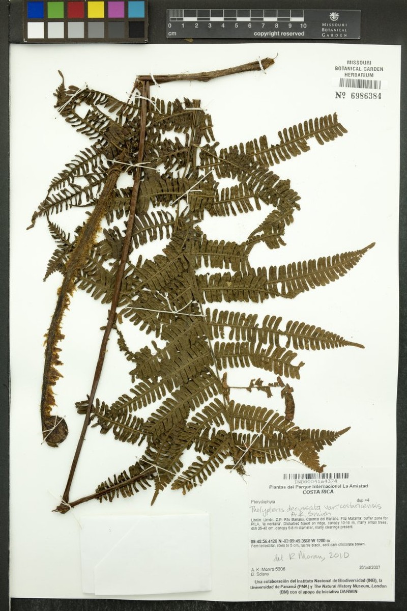 Thelypteris decussata var. costaricensis photo 2