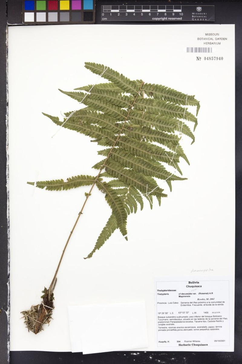 Thelypteris decussata var. mapiriensis