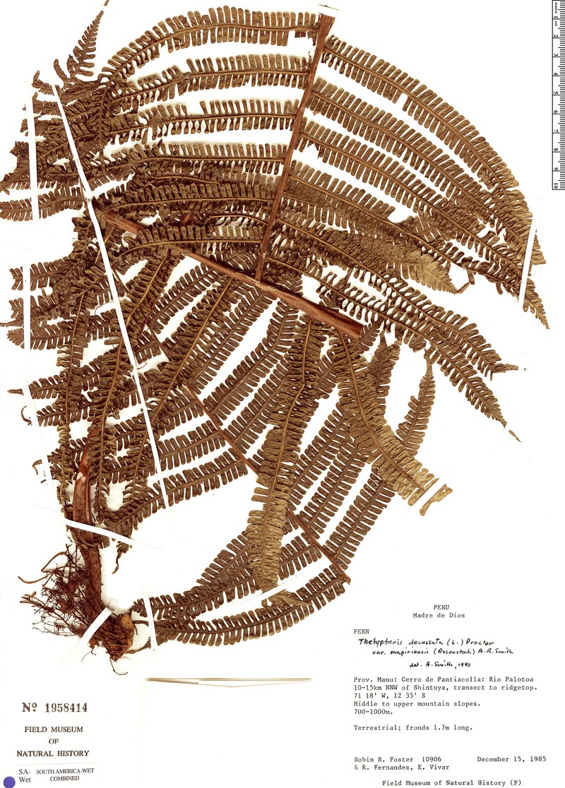 Thelypteris decussata var. mapiriensis photo 2