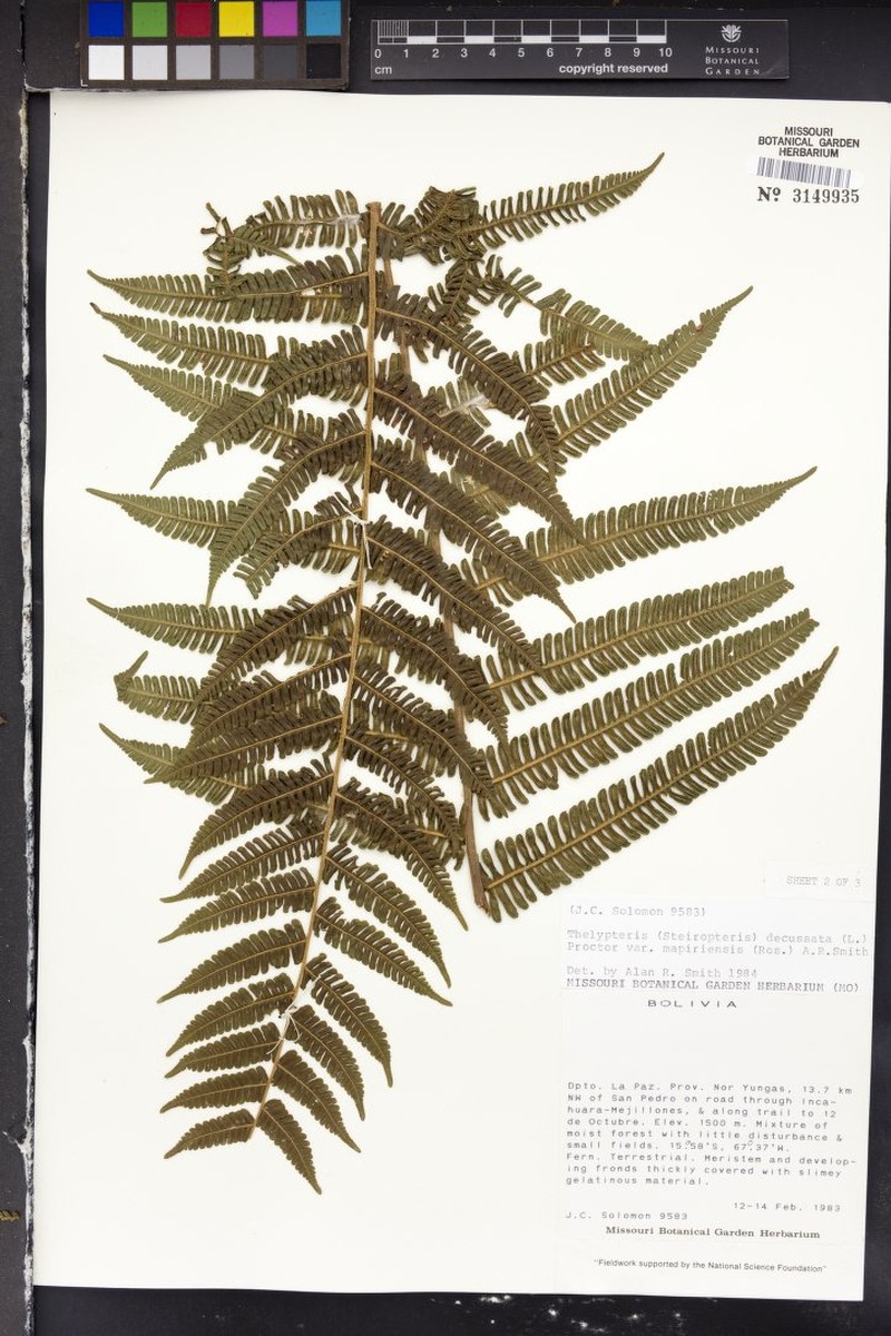 Thelypteris decussata var. mapiriensis photo 3