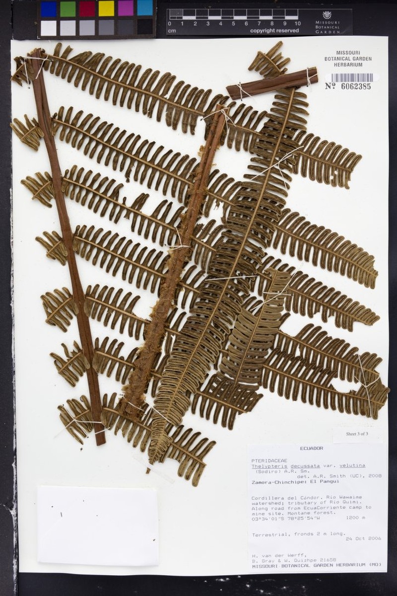 Thelypteris decussata var. velutina
