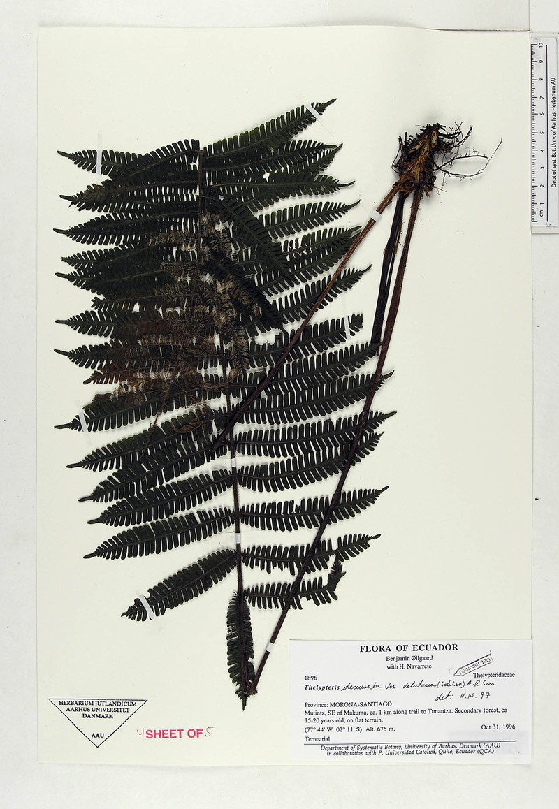 Thelypteris decussata var. velutina photo 2