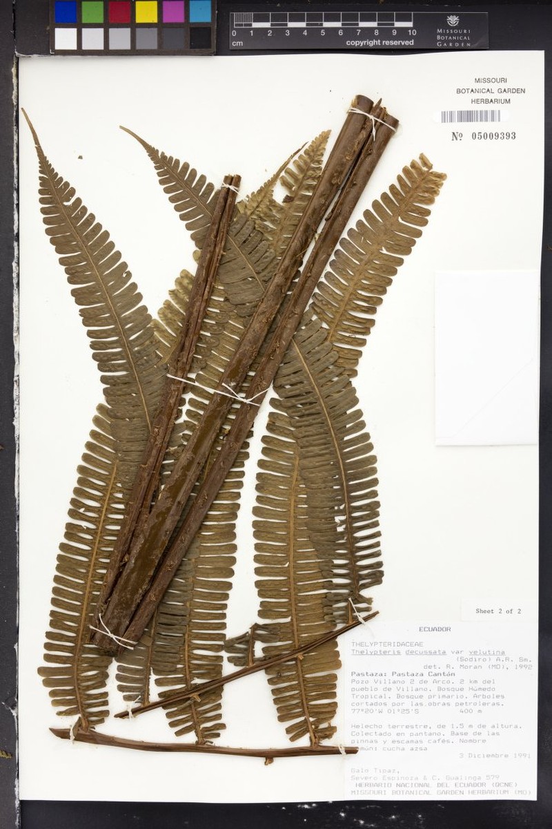 Thelypteris decussata var. velutina photo 3