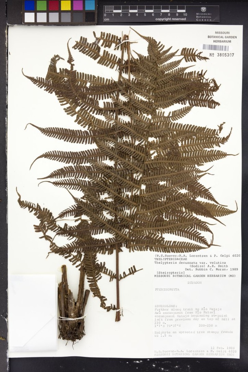 Thelypteris decussata var. velutina photo 4