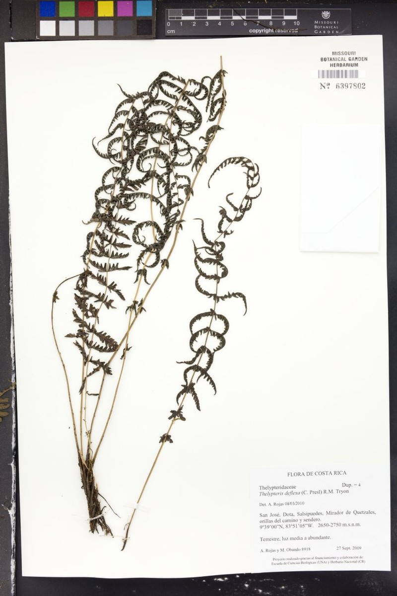 Thelypteris deflexa