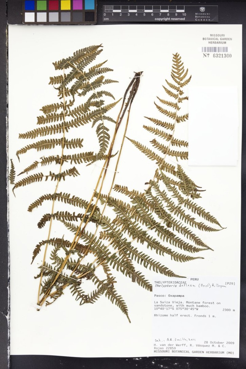 Thelypteris deflexa photo 2