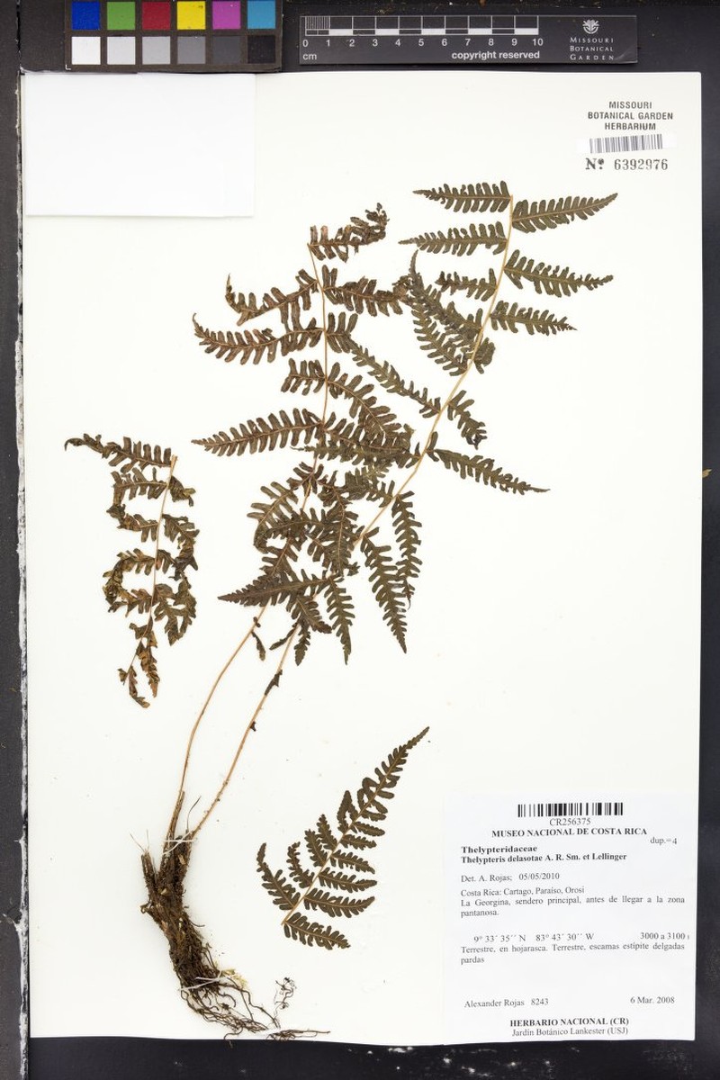 Thelypteris delasotae