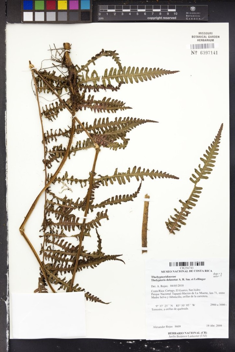 Thelypteris delasotae photo 2