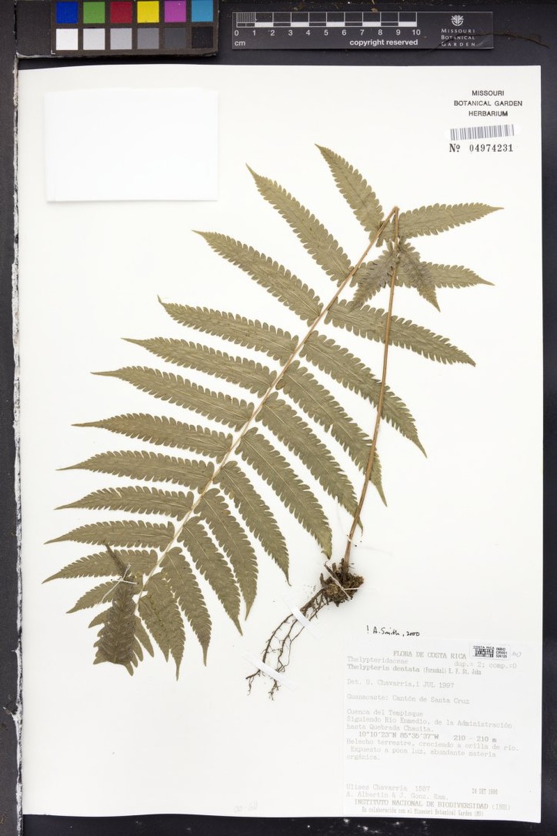 Thelypteris delasotae photo 3