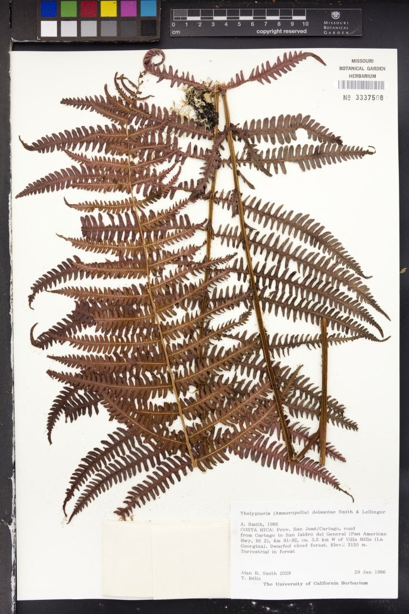 Thelypteris delasotae photo 4