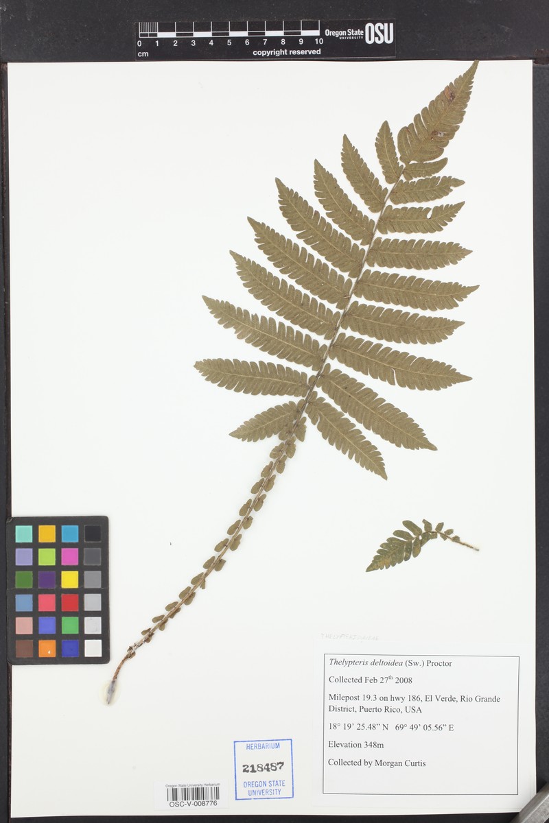 Deltoid Maiden Fern