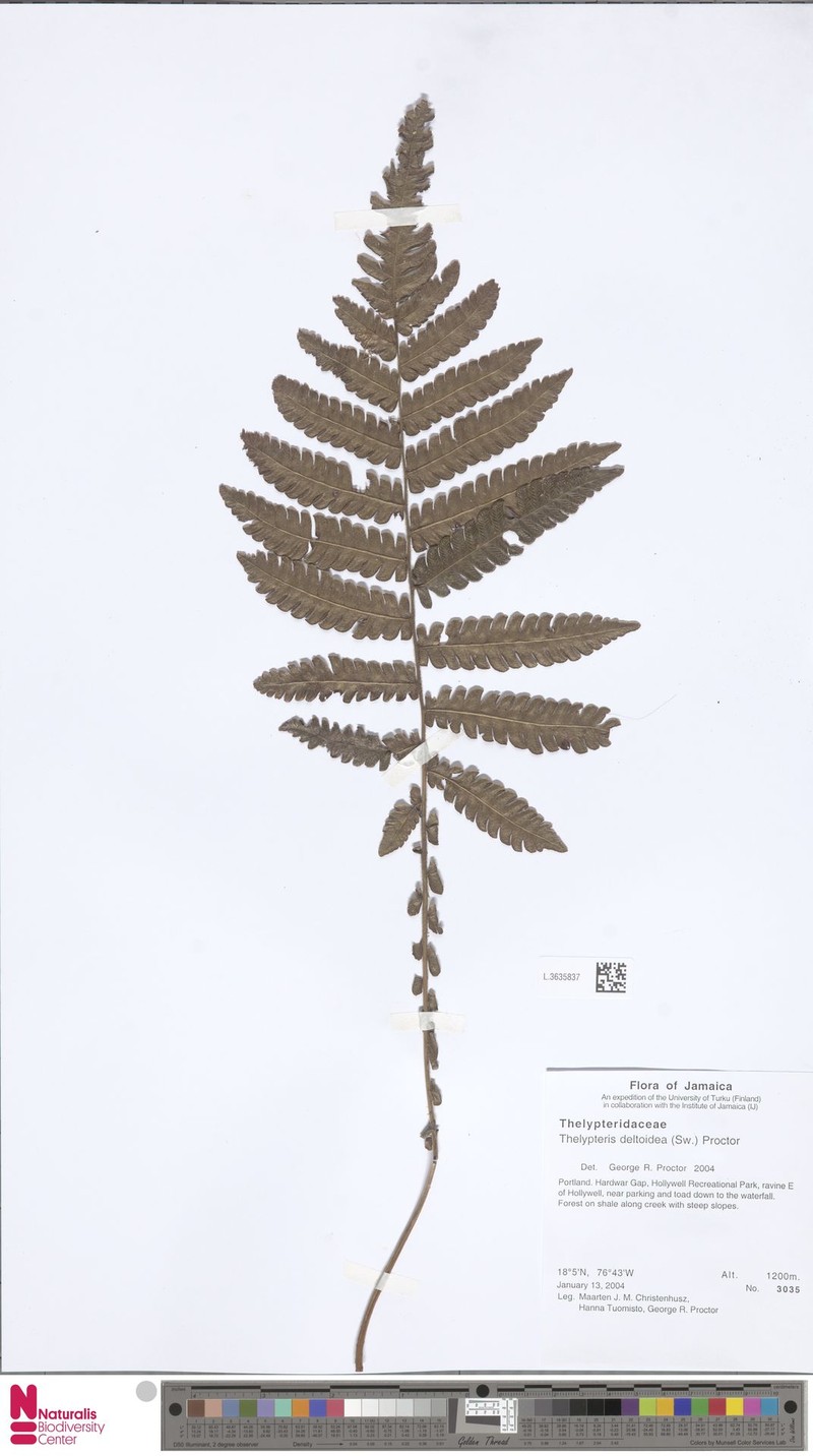 Deltoid Maiden Fern photo 2