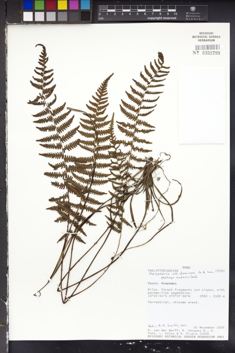 Thelypteris demissa