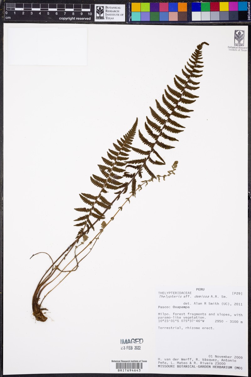 Thelypteris demissa photo 2