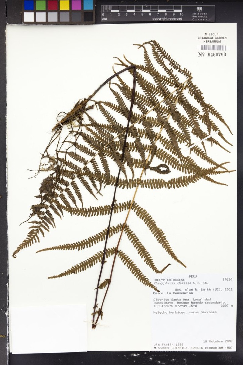 Thelypteris demissa photo 3