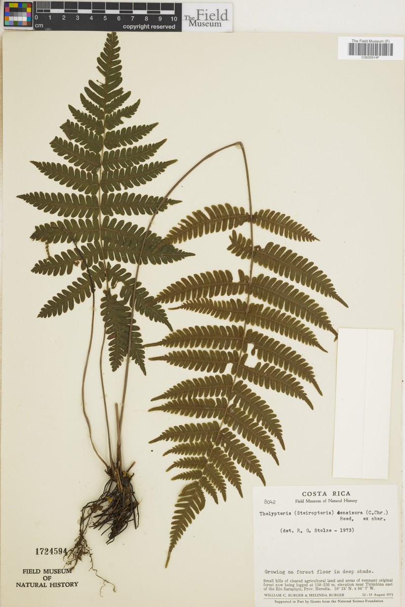 Thelypteris densisora