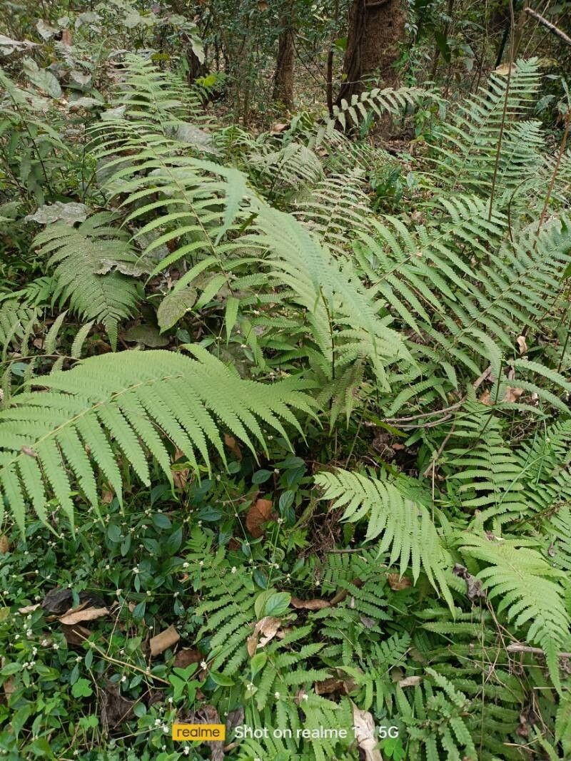 Downy Maiden Fern