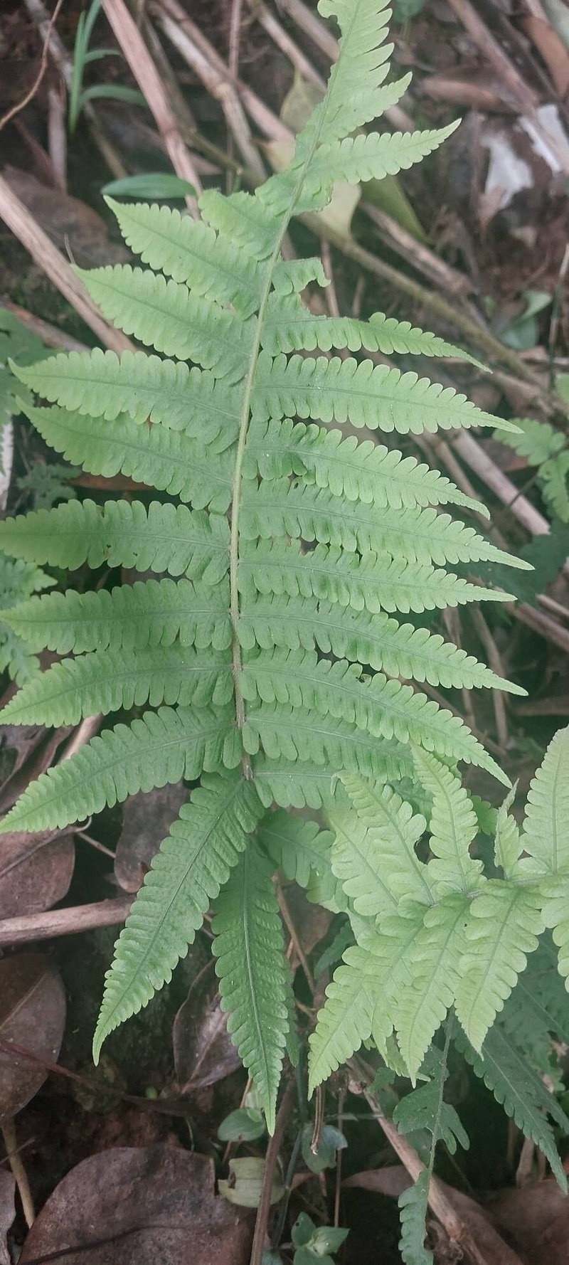 Downy Maiden Fern photo 2