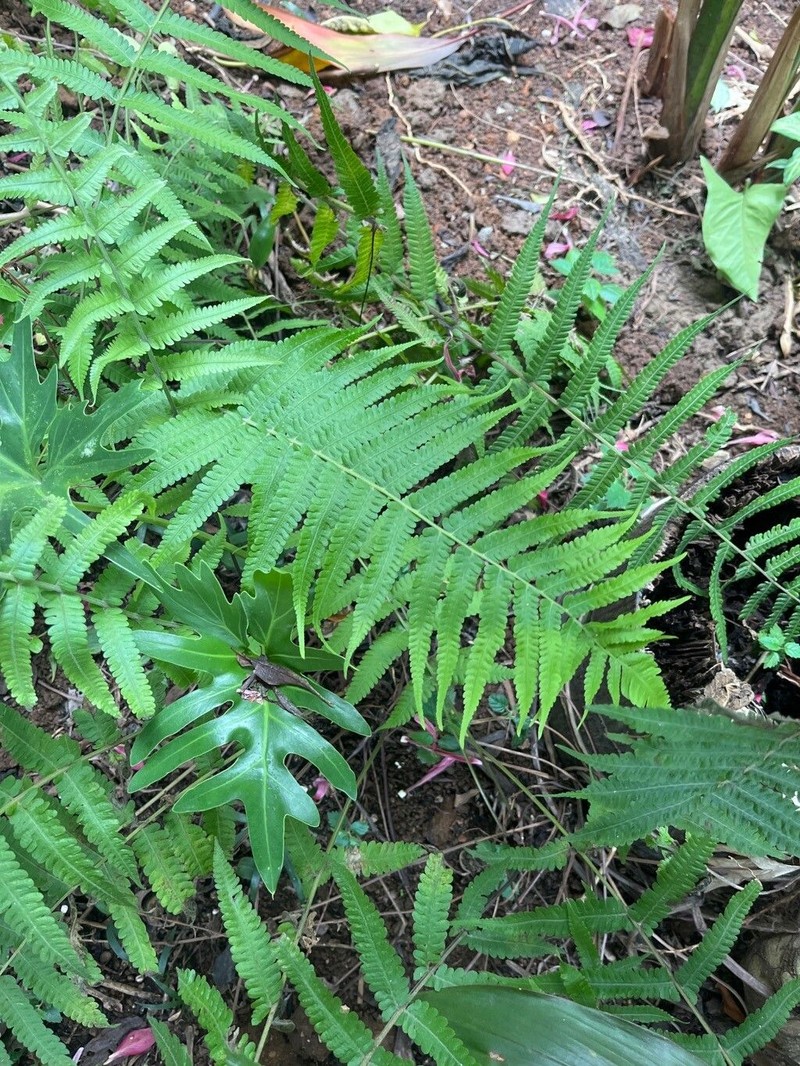 Downy Maiden Fern photo 3