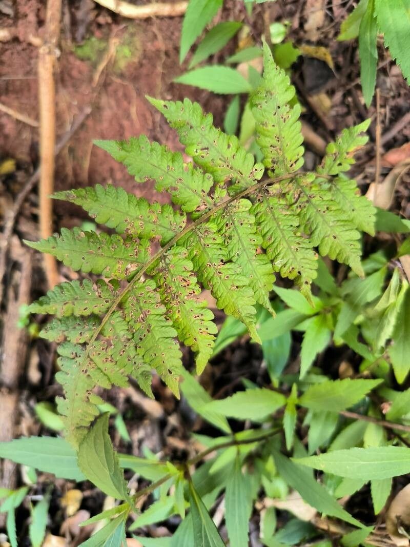 Downy Maiden Fern photo 4