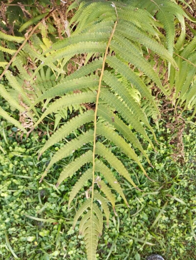 Downy Maiden Fern photo 5