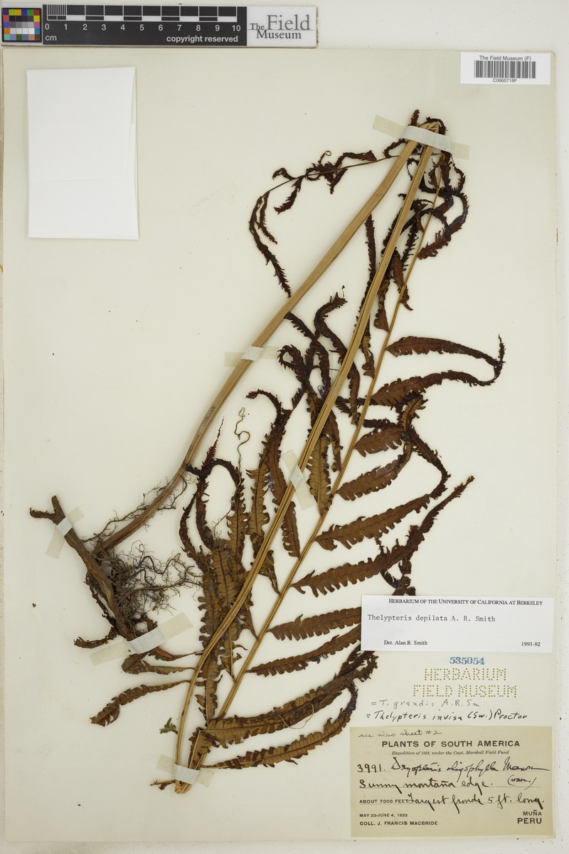 Thelypteris depilata