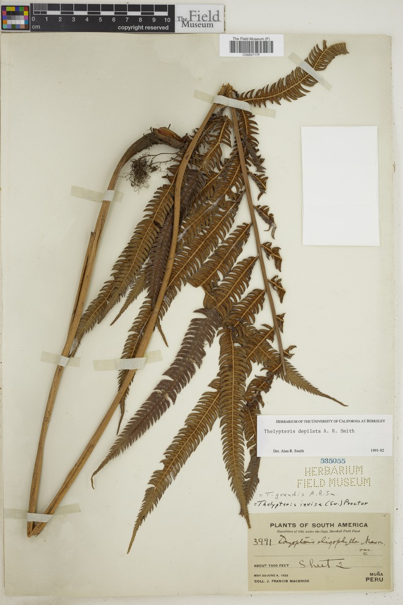 Thelypteris depilata photo 2