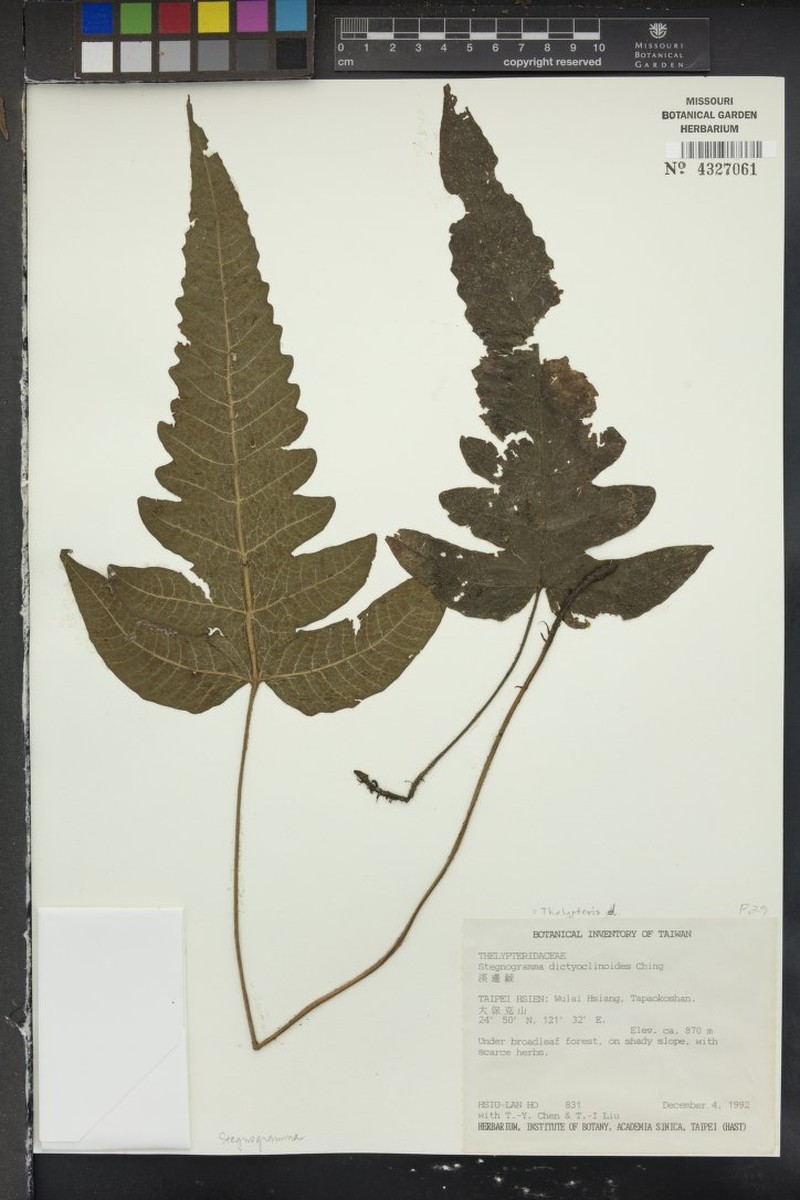 Thelypteris dictyoclinoides