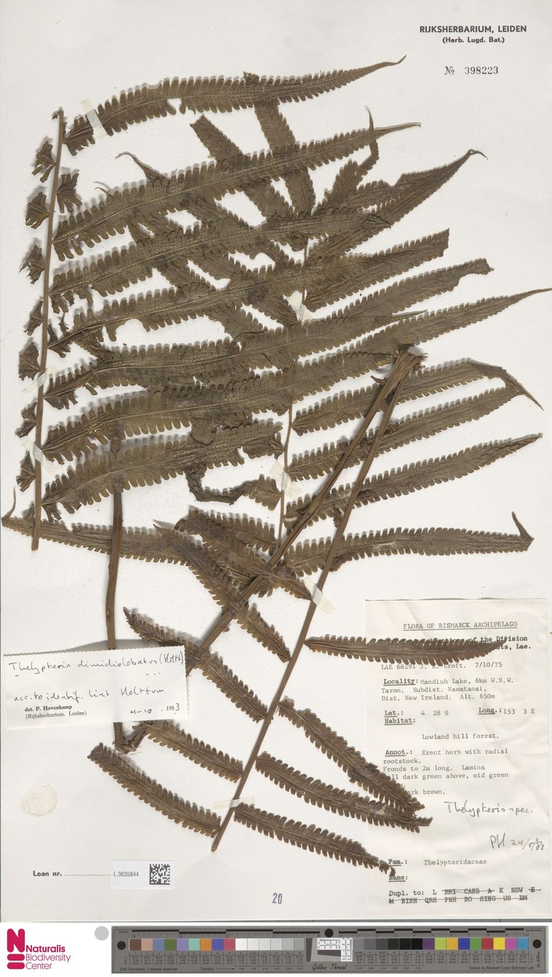 Thelypteris dimidiolobata