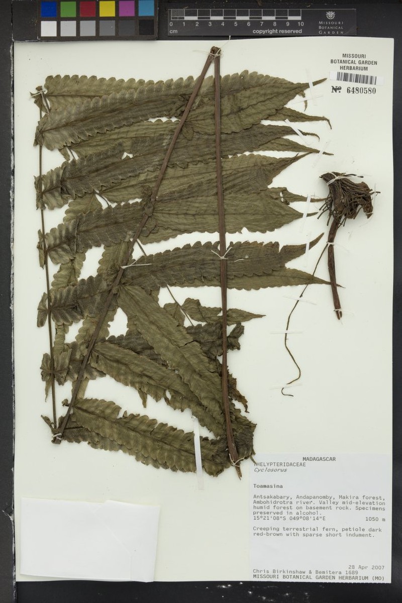 Thelypteris distans