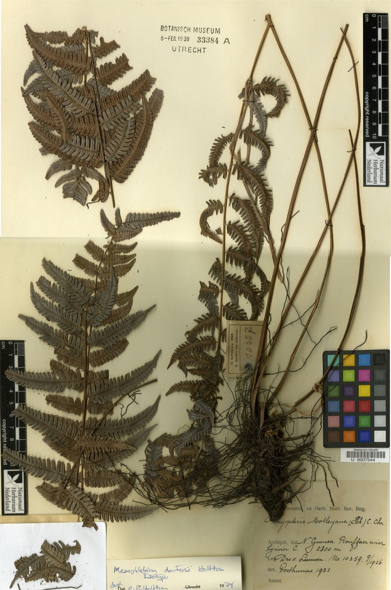 Thelypteris doctersii