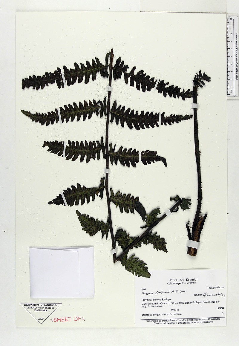 Thelypteris dodsonii