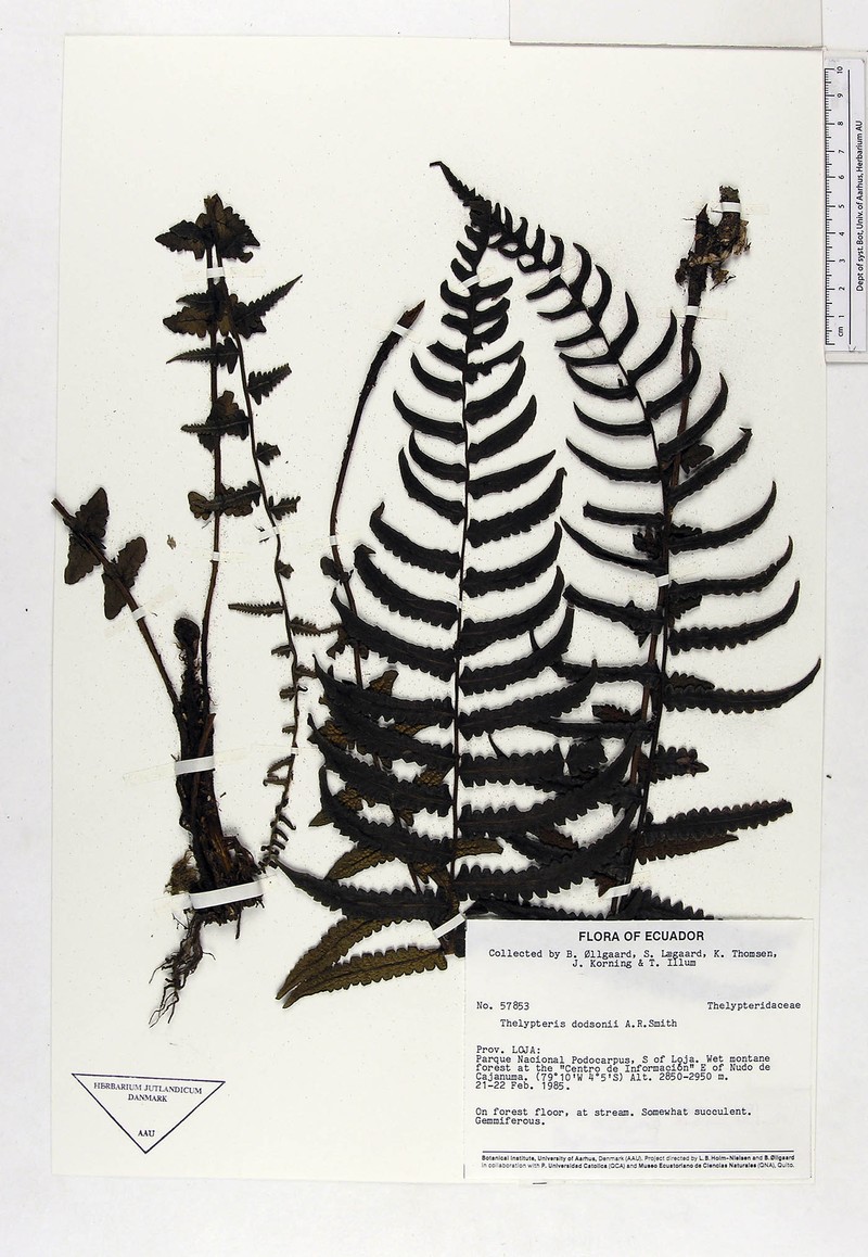 Thelypteris dodsonii photo 2