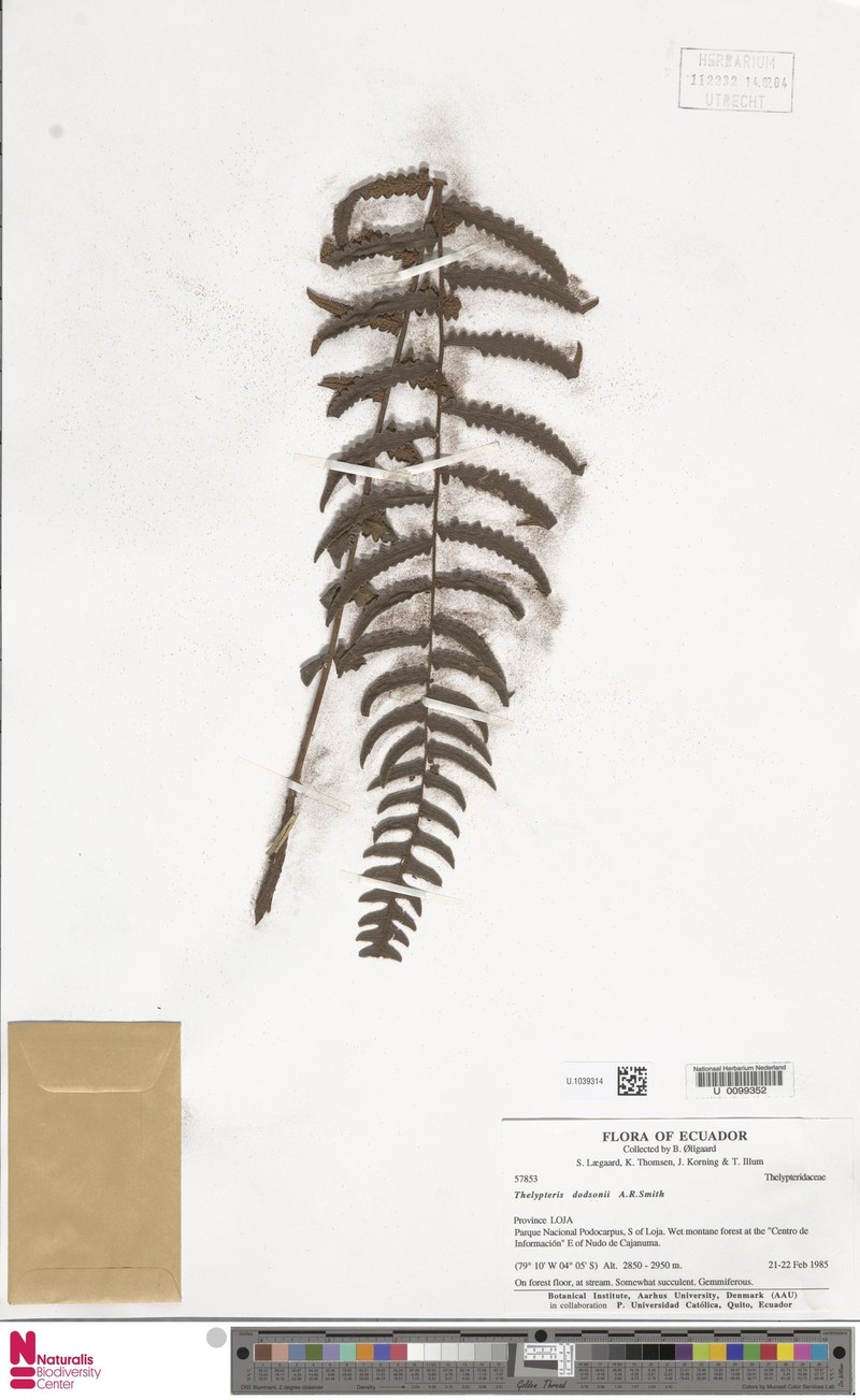 Thelypteris dodsonii photo 3