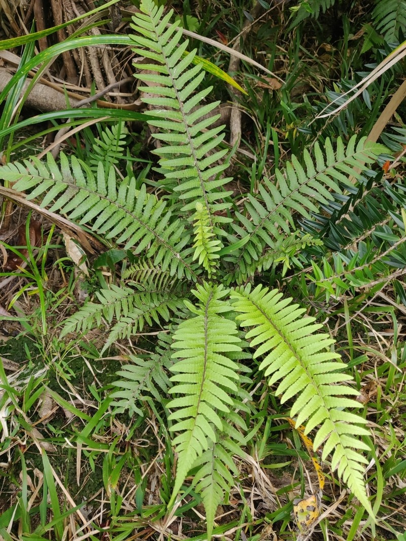 Thelypteris doodioides