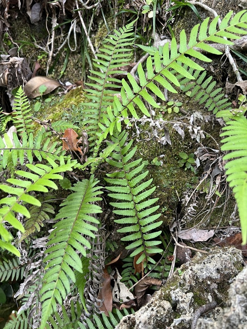Thelypteris doodioides photo 2