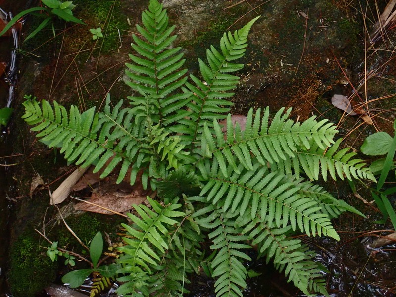 Thelypteris doodioides photo 3