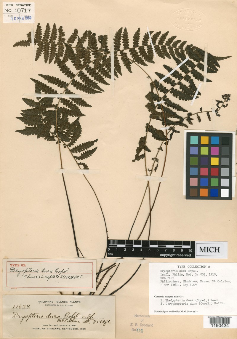 Thelypteris dura