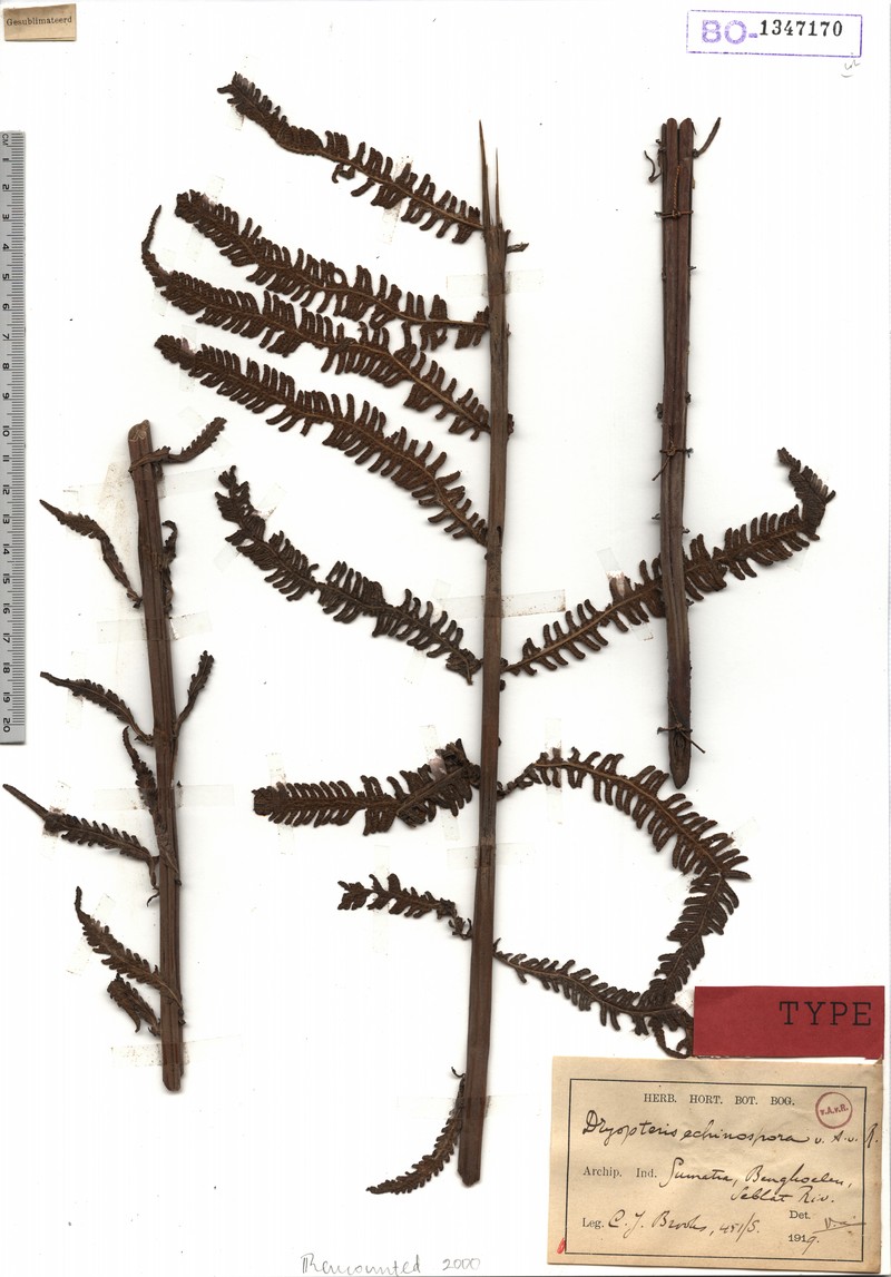 Thelypteris echinospora