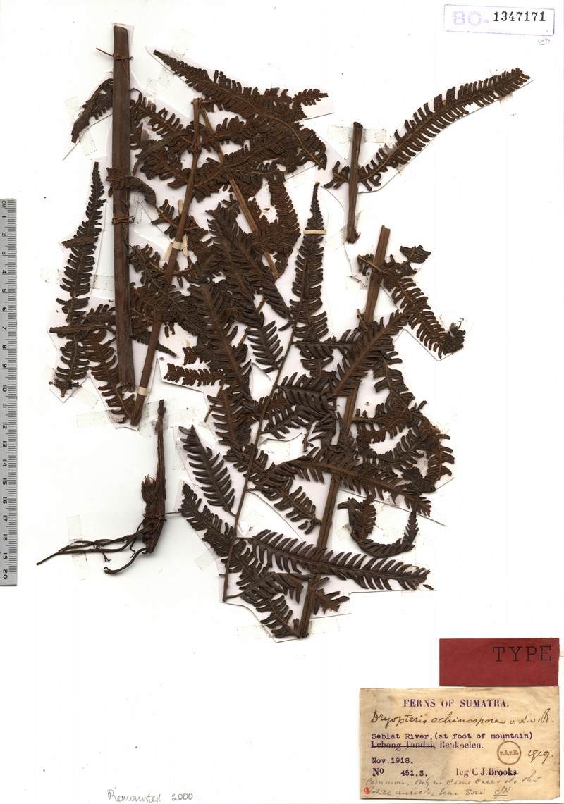 Thelypteris echinospora photo 2