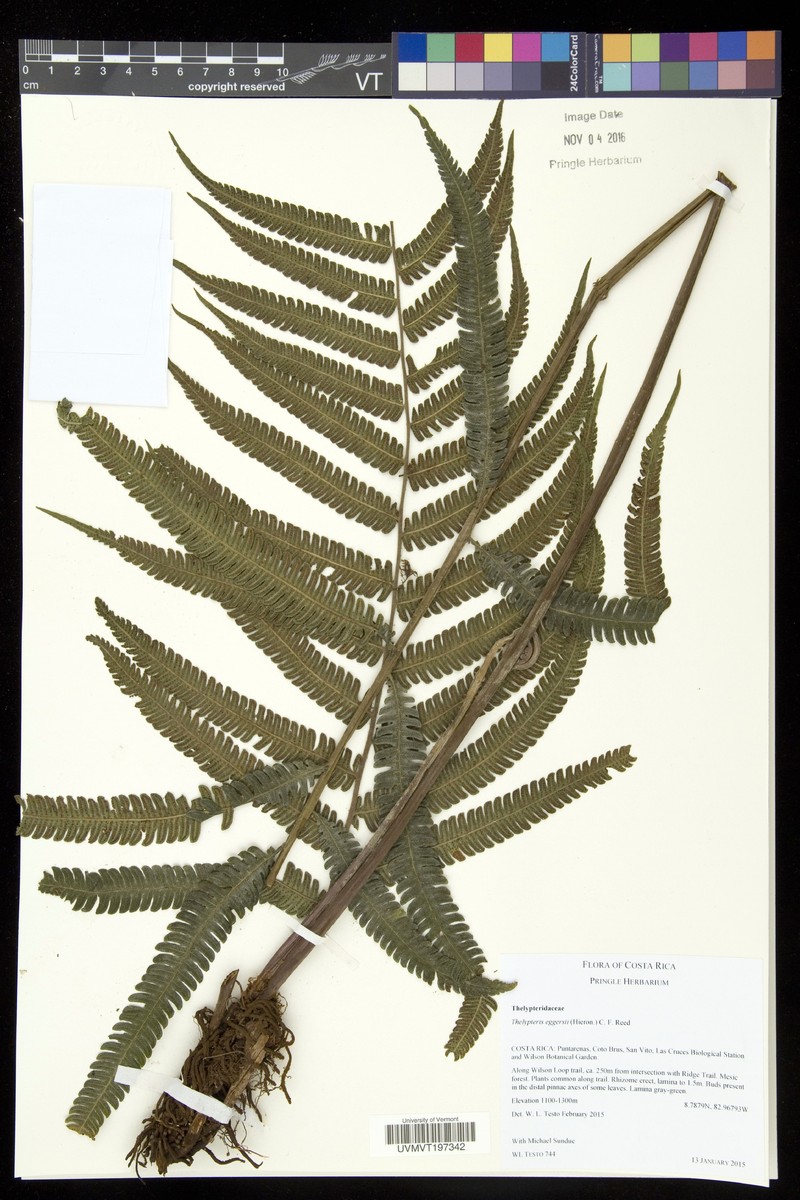 Thelypteris eggersii