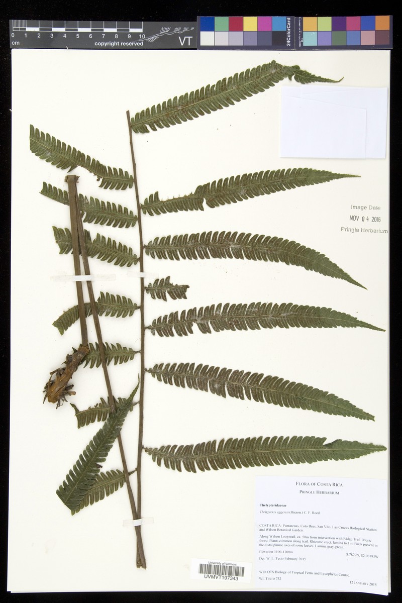 Thelypteris eggersii photo 2