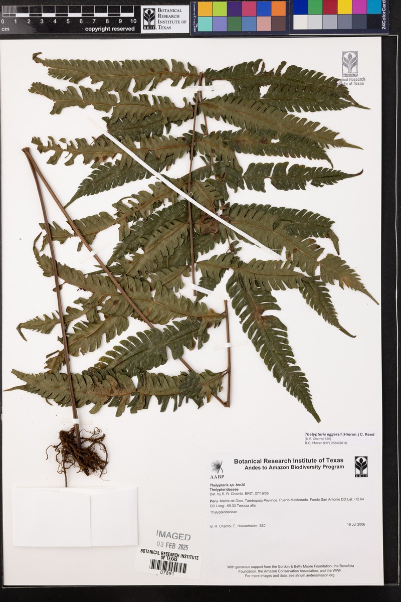 Thelypteris eggersii photo 3