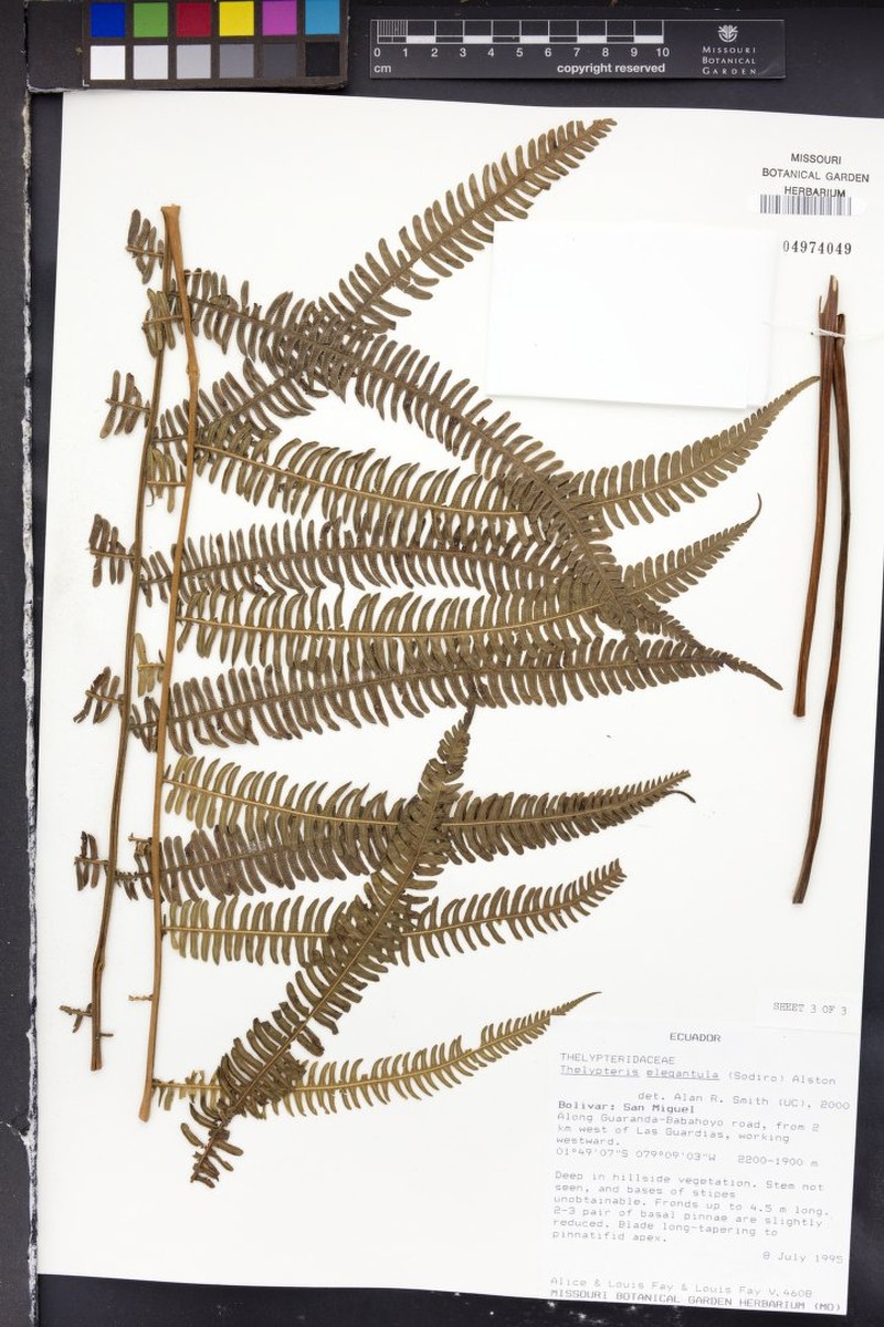 Thelypteris elegantula